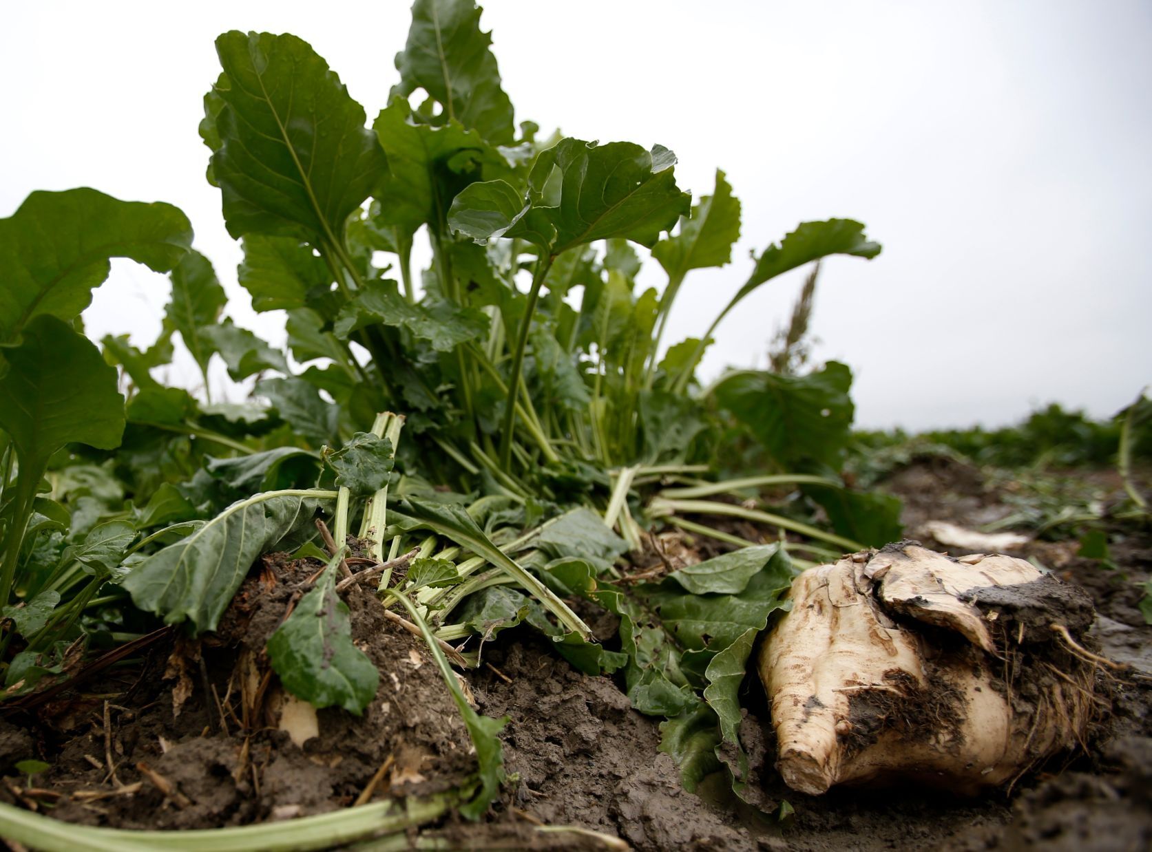 sugar beets